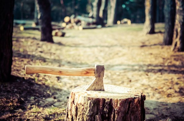 What are the best UK campsites for learning bushcraft skills?